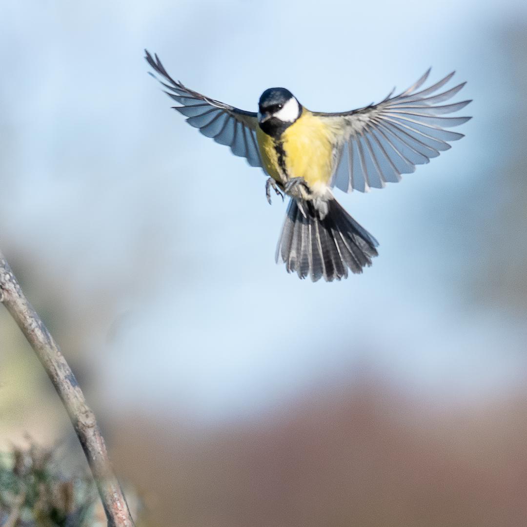 Mésange charbonnière