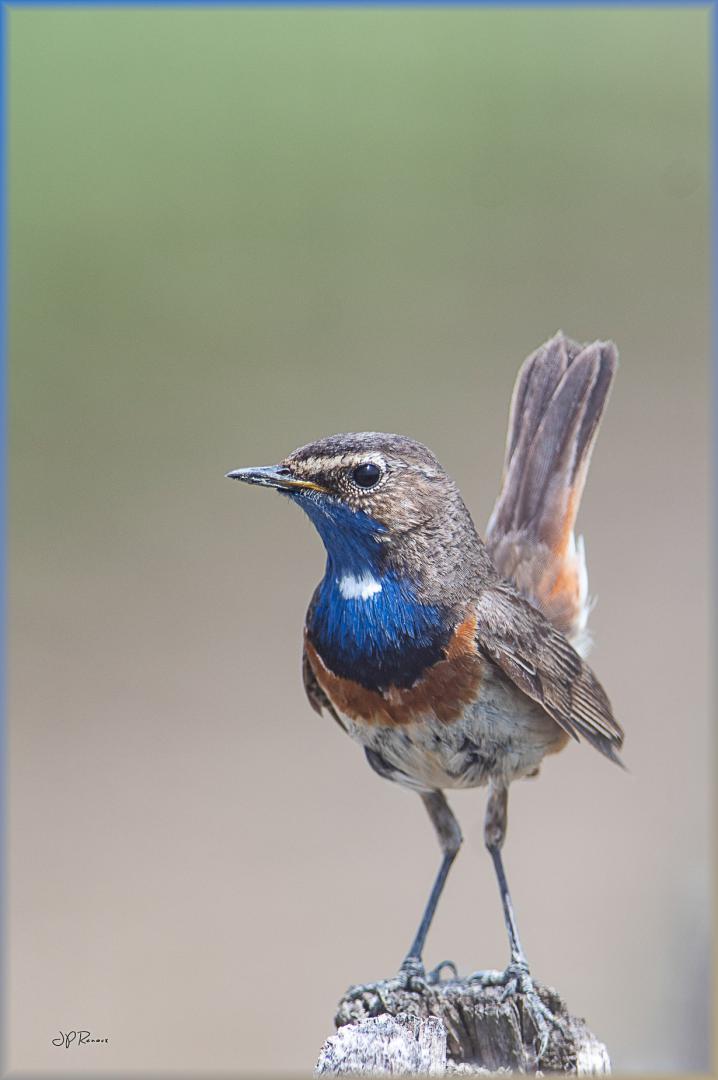 Gorgebleue à miroir