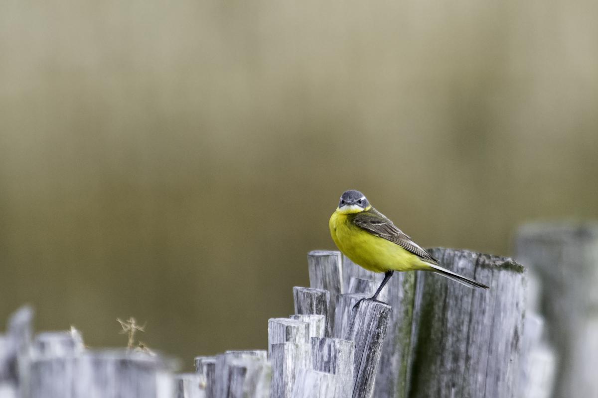 Bergeronnette des ruisseaux