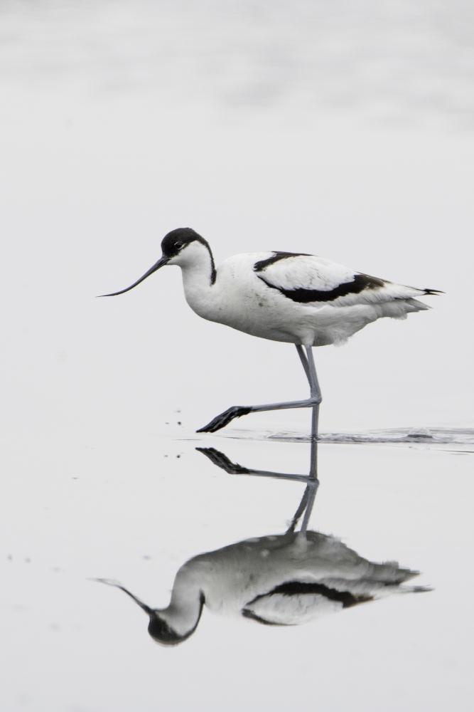 Avocette élégante